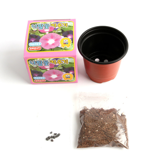 2000 나팔꽃 관찰쑥쑥 식물 키우기 키트 세트 화분 씨앗 식목일 어린이집 단체